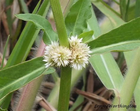 Alligator Weed Alternanthera Sessilis L Amaranthaceae Flickr