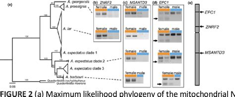 Figure 1 From Conserved ZZ ZW Sex Chromosomes In Caribbean Croaking Conserved ZZ ZW Sex