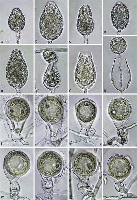 Morphological Structures Of Phytophthora Attenuata A H Nonpapillate