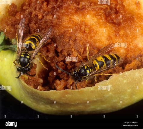 Common Wasp Vespula Vulgaris Adults Feeding On A Damaged Apple Fruit