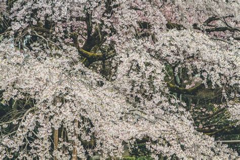 Fleurs De Cerisiers Dans Kyoto Dans Les Temples De Daigo Ji 10 Avril ...