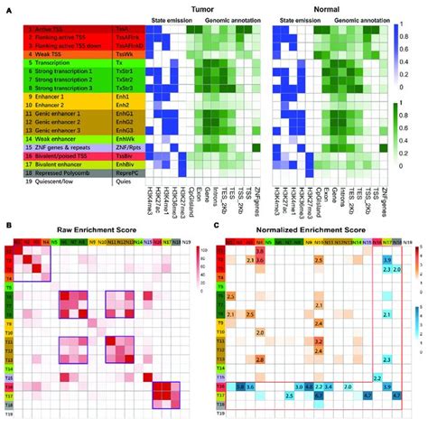 Schematic representation of the nucleosome and mammalian core histone ...