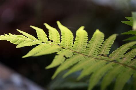 Backgrouds Of Fern And Sporangium Stock Photo Download Image Now