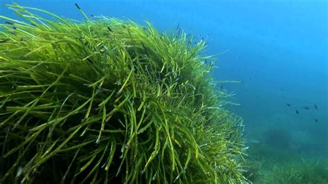 Posidonia Oceanica Youtube