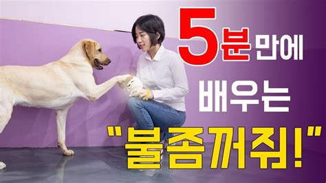 천재견까지 도보5분 8화 똑똑한 강아지 되는 영상 불꺼불켜 Youtube