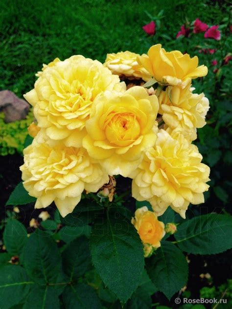 Роза Анни Дюпре Фото И Описание – Telegraph