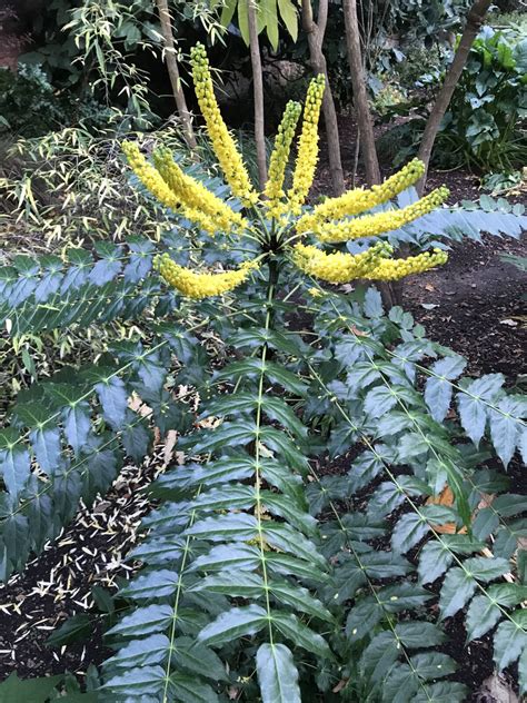 Mahonia acanthifolia | Pan Global Plants
