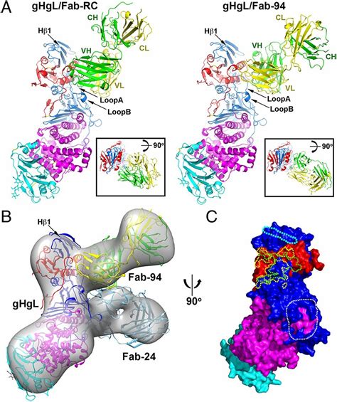 A Site Of Varicella Zoster Virus Vulnerability Identified By Structural