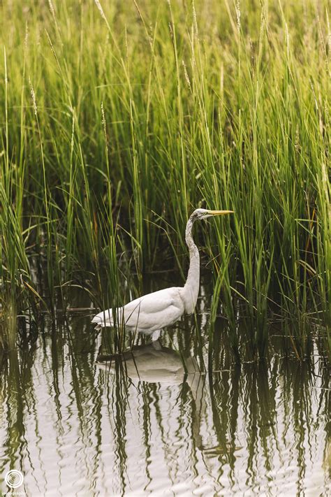 Pawleys Island, South Carolina | 2017