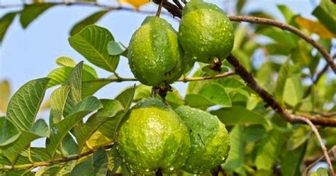legend  bayabas tree guava tree