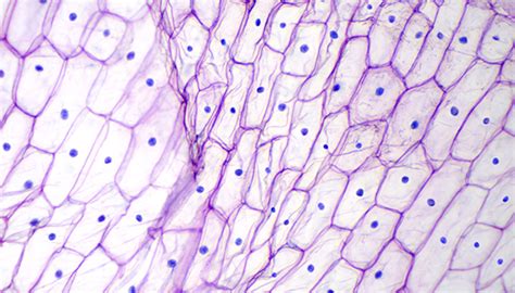 Cytology Johns Hopkins Medicine