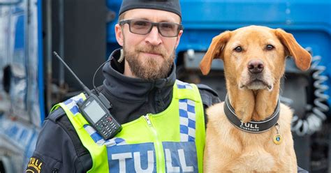 Harry är ”Årets Narkotikasökhund” Svt Nyheter