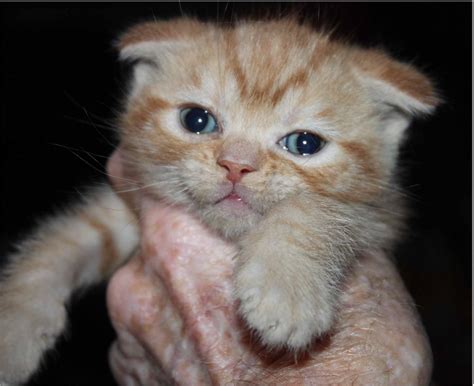 Orange Scottish Fold Kittens