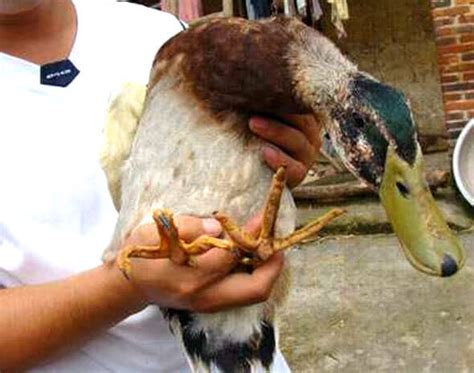 Can Ducks Crossbreed