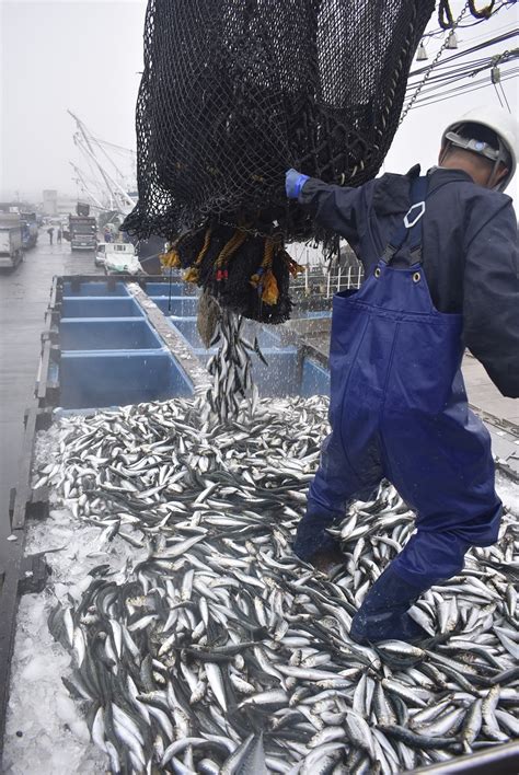 銚子漁港、水揚げ量10年連続日本一を達成 千葉日報オンライン