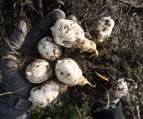 recipes for jerusalem artichokes 4