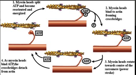 Sliding Filament Theory Diagram Quizlet