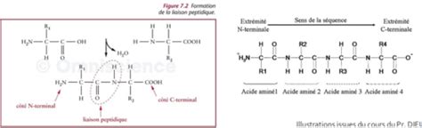 UE 1 Biologie moléculaire Bio informatique C11 Part I Flashcards