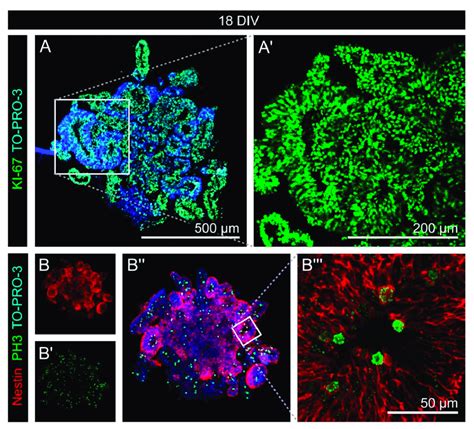 Proliferation In Early Cerebral Organoids Aa Ki 67 Green Which