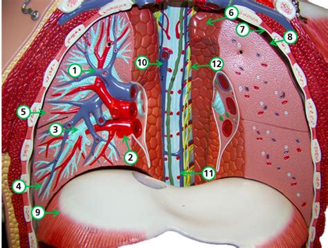 Lung 2 Diagram Quizlet