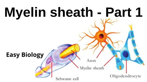 Myelin Sheath Part 1 Std X Engmalmed Unit 1 Youtube