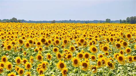 Los campos de girasoles más bonitos del mundo y de México