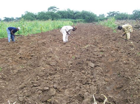 Farmers Planting Improved Cassava Mini Stems At Ijero Ekit Flickr