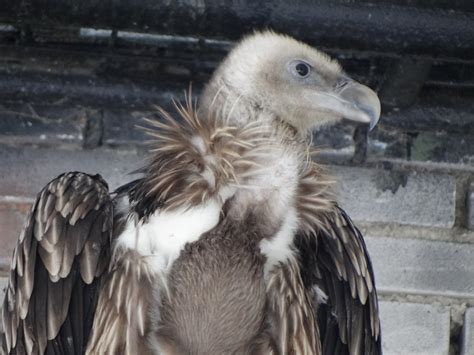 Himalayan Griffon Vulture - ZooChat