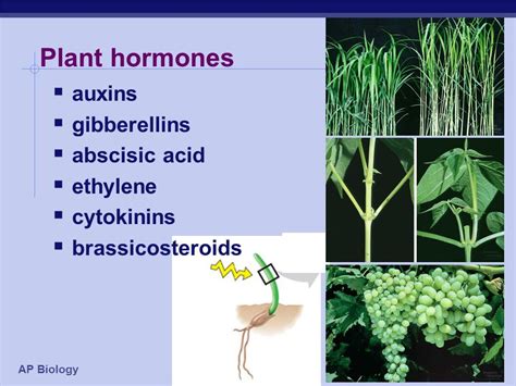 Gibberellins Plant Hormone