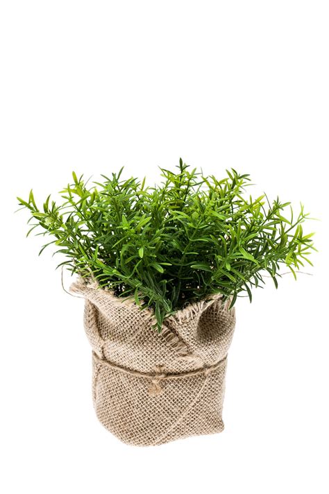 Thyme bush 16cm