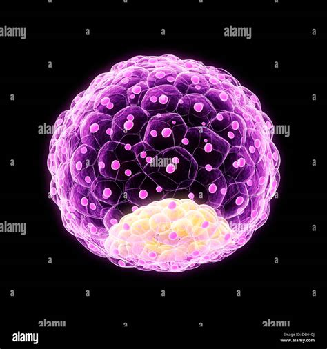 Blastocyst Development High Resolution Stock Photography and Images - Alamy