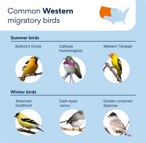 birds  migrate