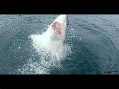 13 Ft Great White Shark Breaches With Surfer In Jaws YouTube