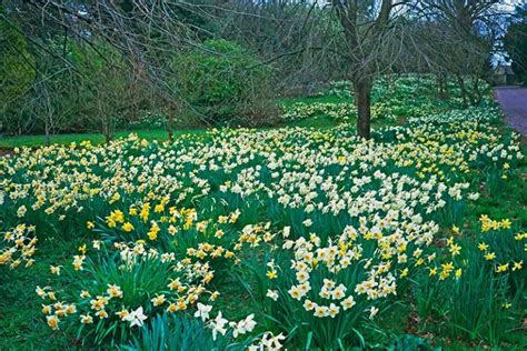 How To Create A Naturalized Daffodil Planting Gardeners Path