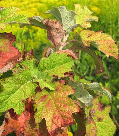 Speedway Daily Photo: Textured Tuesday: Rough Leaves and Little Yellow