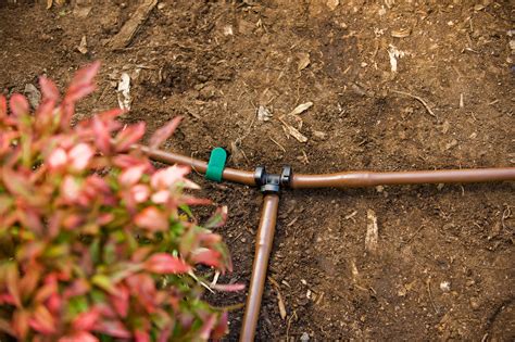 Drip Irrigation Setup: Ultimate Guide to Boost Garden Growth - Home