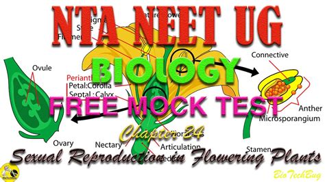 Neet Biology Chapter 24 Sexual Reproduction In Flowering Plants Free Online Mock Test