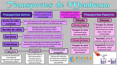 Permeabilidade Seletiva Resumo O Que é Transportes Ativos E Passivos