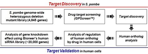 S Pombe Genome Wide Heterozygous Deletion Mutant Screening Service