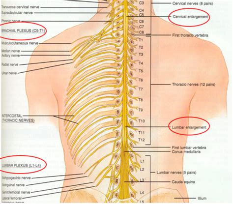 Nervous System B Flashcards Quizlet