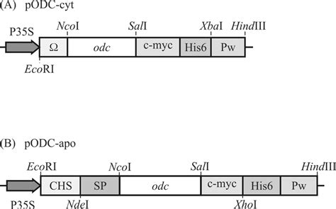 Plant Expression Cassettes For Targeting ODC To The Plant Cell Cytosol