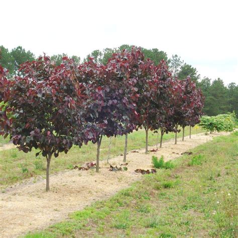 Cercis Merlot Cercis Canadensis Flowering Trees Backyard Landscaping