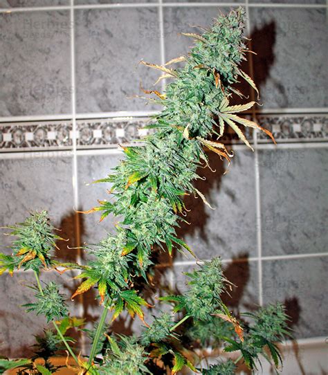 Uk Cheese Auto Feminized Seeds For Sale Information And Reviews