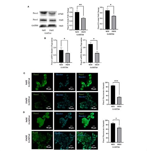 The Addition Of 10 NM GsMTx4 For 8 H Alters The Expression Of Piezo