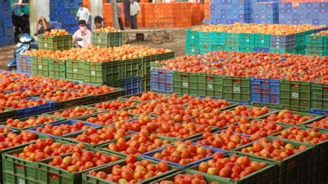 Tomato Prices Skyrocket To Rs 140kg In South India Due To Rains