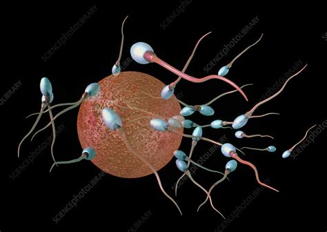 Computer Artwork Of Human Sperm Fertilising An Egg Stock Image P