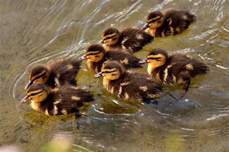 Mallard Chicks Baby Free Photo On Pixabay