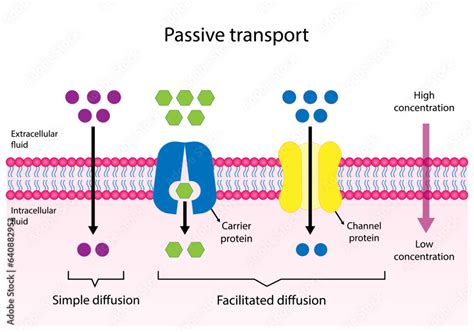 Passive Transport. Simple diffusion through the lipid by layer and Facilitated Diffusion through ...