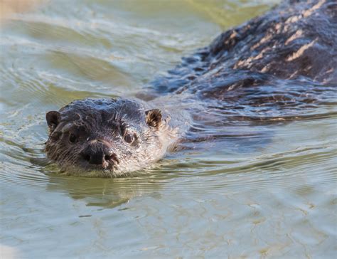 River Otter | The Photography Forum