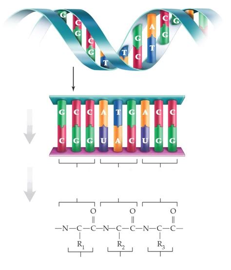 Overview Of Gene Expression Diagram Quizlet